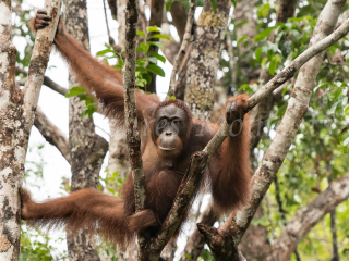 Orangutan - Precarious Pose Orangutan - Precarious Pose