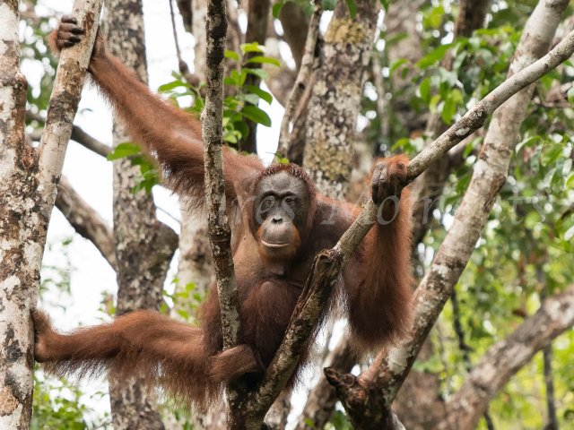 Orangutan - Precarious Pose