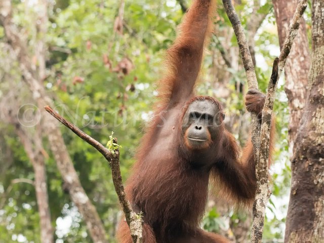 Orangutan - Hold on to that Branch