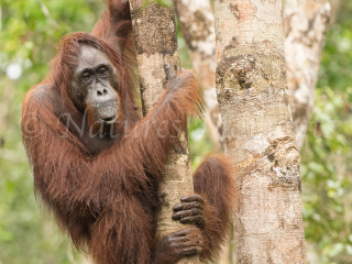 Orangutan - Tree Hugger Orangutan - Tree Hugger