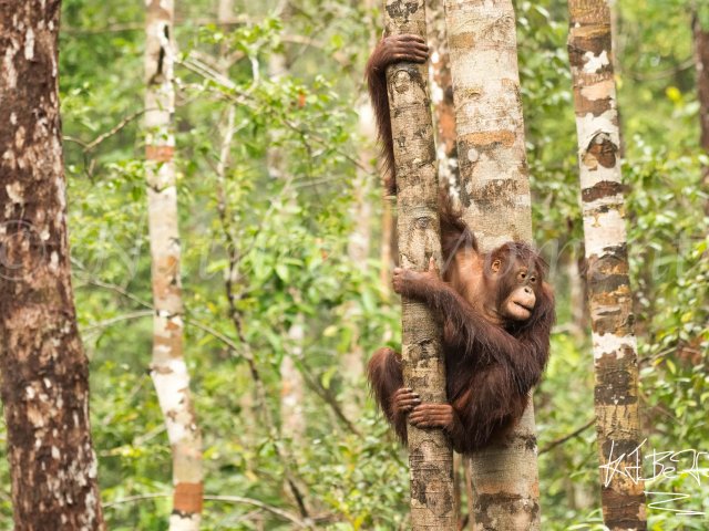 Orangutan - Mad Scamper