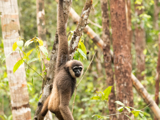 Agile Gibbon - Swinging Low Agile Gibbon - Swinging Low