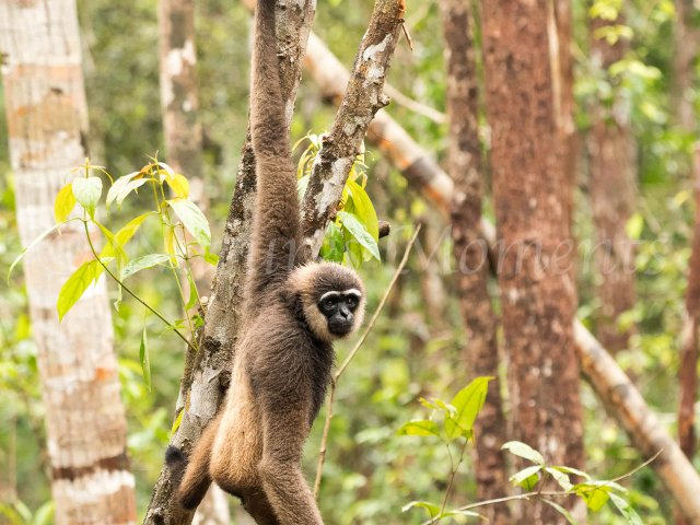 Agile Gibbon - Swinging Low