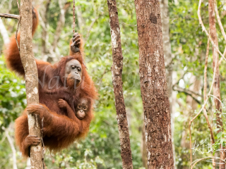 Orangutan - Swinging with Mother Orangutan - Swinging with Mother