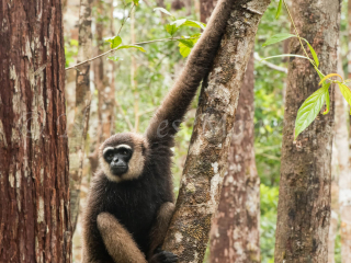 Agile Gibbon - Ready to Leap Agile Gibbon - Ready to Leap