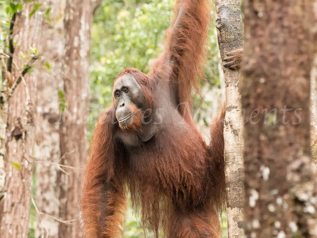 Orangutan - Hold Tight