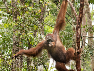 Orangutan - Light and Easy Orangutan - Light and Easy