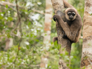 Agile Gibbon - Look over Yonder Tree Agile Gibbon - Look over Yonder Tree