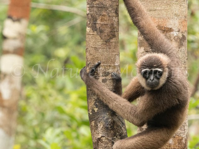 Agile Gibbon - Catch Me If You Can