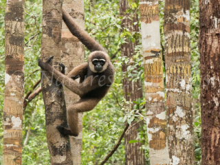 Agile Gibbon - Which Tree Next Agile Gibbon - Which Tree Next