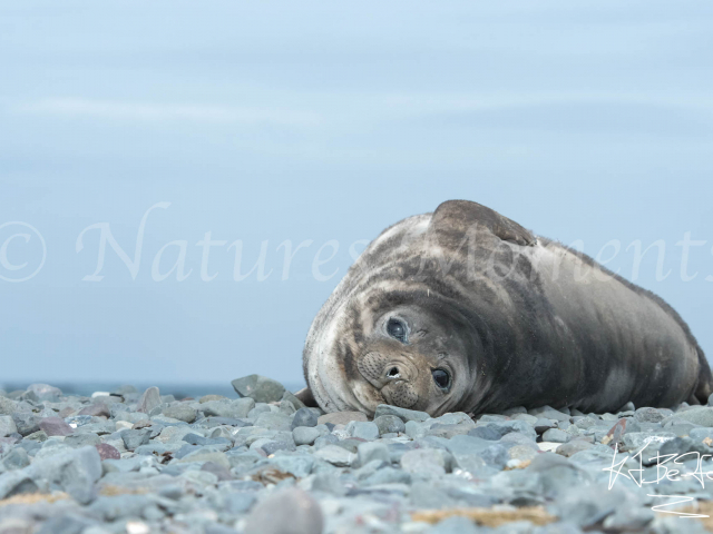 Weddell Seal - On the Rock