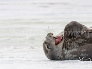 Weddell Seal - Laugh Out Loud Weddell Seal - Laugh Out Loud