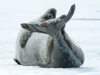 Weddell Seal - Fancy Footwork Weddell Seal - Fancy Footwork