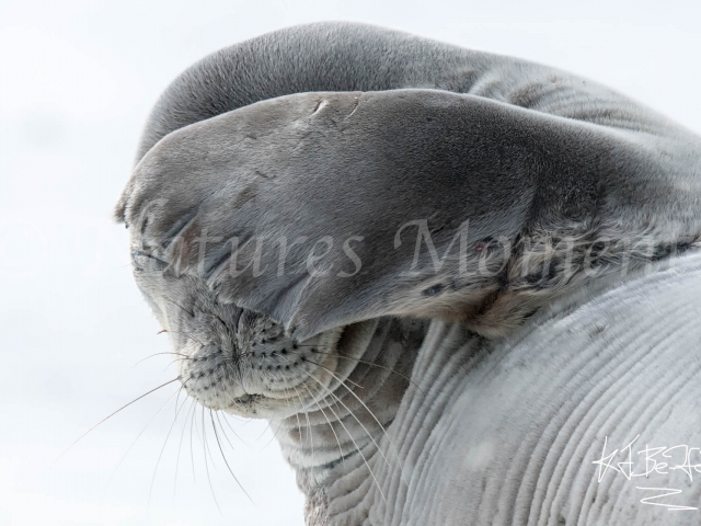 No More Photos Weddell Seal, Livingston Island, Antarctica