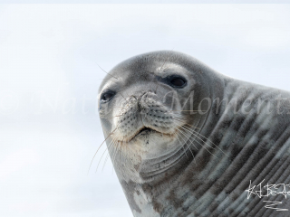 Weddell Seal - You Said What Weddell Seal - You Said What