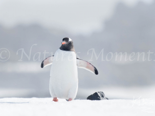 Gentoo Penguin - Mind The Rock Gentoo Penguin - Mind The Rock