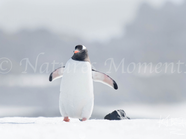 Gentoo Penguin - Mind The Rock