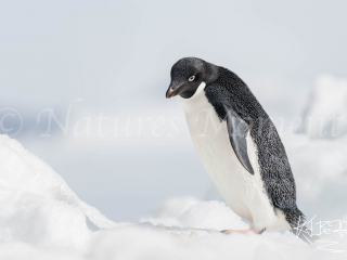 Adelie Penguin - Feeling Tired Adelie Penguin - Feeling Tired