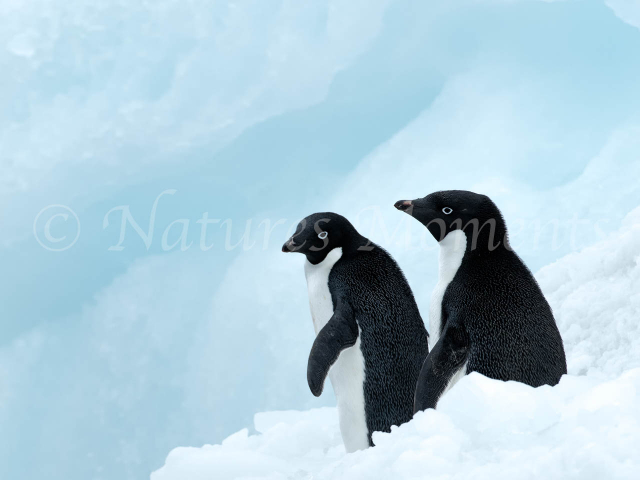 Adelie Penguin - Looks Cold