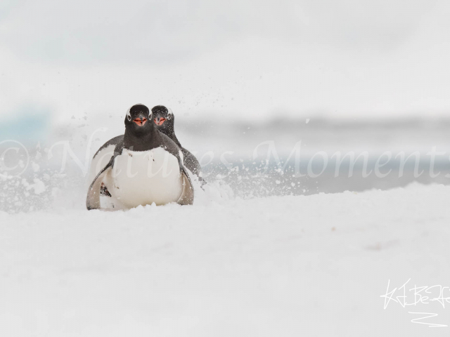 Gentoo Penguin - Toboggan Fun