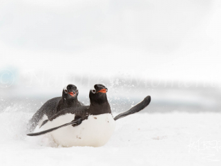 Gentoo Penguin - Trying to Catch The Girl Gentoo Penguin - Trying to Catch The Girl