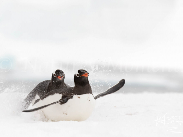 Gentoo Penguin - Trying to Catch The Girl