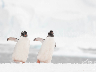 Gentoo Penguin - Syncronised Dance Gentoo Penguin - Syncronised Dance