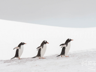 Gentoo Penguin - Three In Line Gentoo Penguin - Three In Line