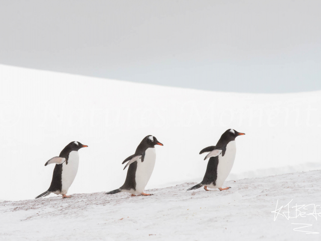 Gentoo Penguin - Three In Line