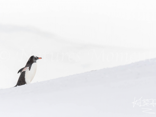 Gentoo Penguin - Up The Hill