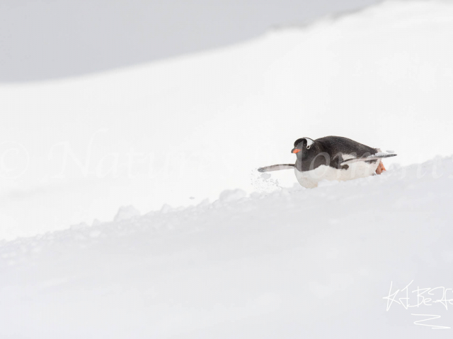 Gentoo Penguin - Ready to Take Off