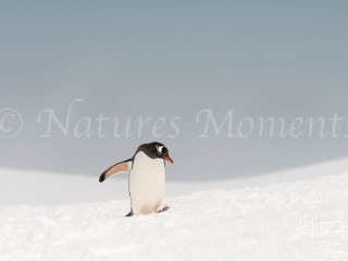 Gentoo Penguin - Watch Your Step Gentoo Penguin - Watch Your Step