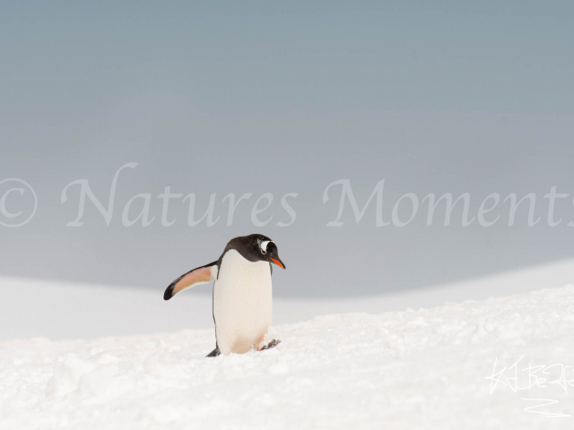 Gentoo Penguin - Watch Your Step