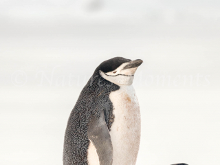 Chinstrap Penguin - Stand Tall Chinstrap Penguin - Stand Tall
