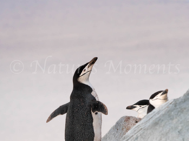 Chinstrap Penguin - Choir Practice