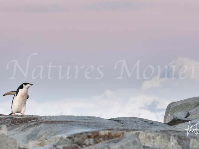 Chinstrap Penguin - Rock Waddle