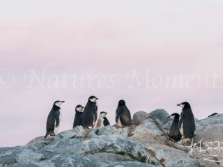 Chinstrap Penguin - Rock Top Meeting Chinstrap Penguin - Rock Top Meeting