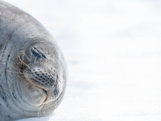 Weddell Seal - Impeccable Snooze Weddell Seal - Impeccable Snooze