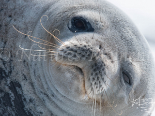 Weddell Seal - You Cant Be Serious Weddell Seal - You Cant Be Serious