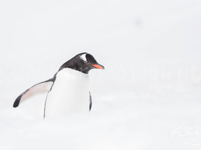 Gentoo Penguin - Out of the Snow