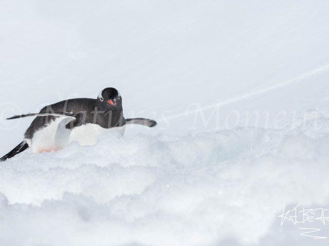 Gentoo Penguin - Belly Skater