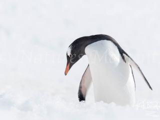 Gentoo Penguin - Melancholy Gentoo Penguin - Melancholy