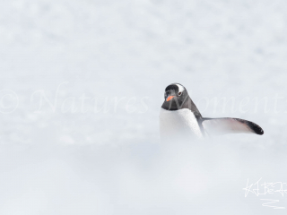 Gentoo Penguin - Fighting Through The Snow Gentoo Penguin - Fighting Through The Snow