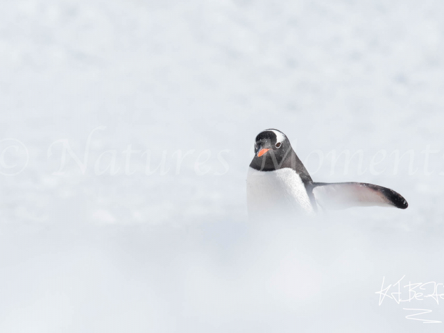 Gentoo Penguin - Fighting Through The Snow