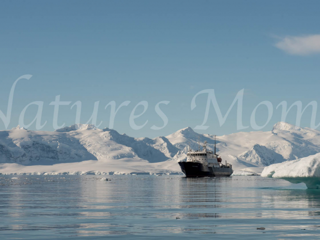 Polar Pioneer at Cuverville Island