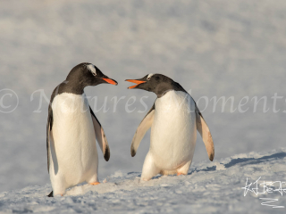 Gentoo Penguin - Stay Back Gentoo Penguin - Stay Back