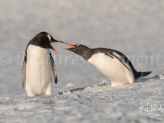 Gentoo Penguin - Beaks At Dawn Gentoo Penguin - Beaks At Dawn