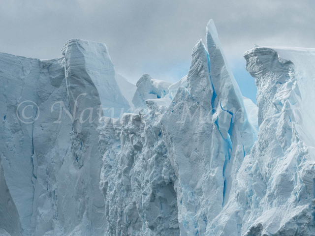 Iceberg - Blue Steeple