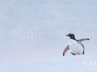 Gentoo Penguin - Making a Run For It Gentoo Penguin - Making a Run For It