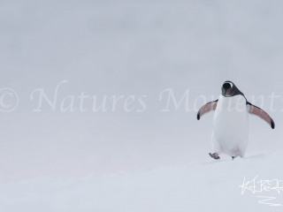 Gentoo Penguin - On The Run Gentoo Penguin - On The Run